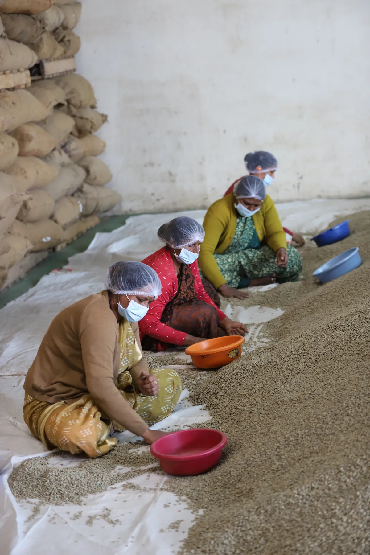 Women sorting green coffee beans on warehouse floor